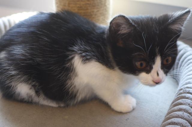Inky, a ADOPTABLE Domestic Short Hair in Eureka, CA image 3/3