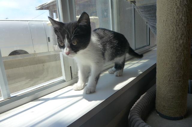 Inky, a ADOPTABLE Domestic Short Hair in Eureka, CA image 2/3