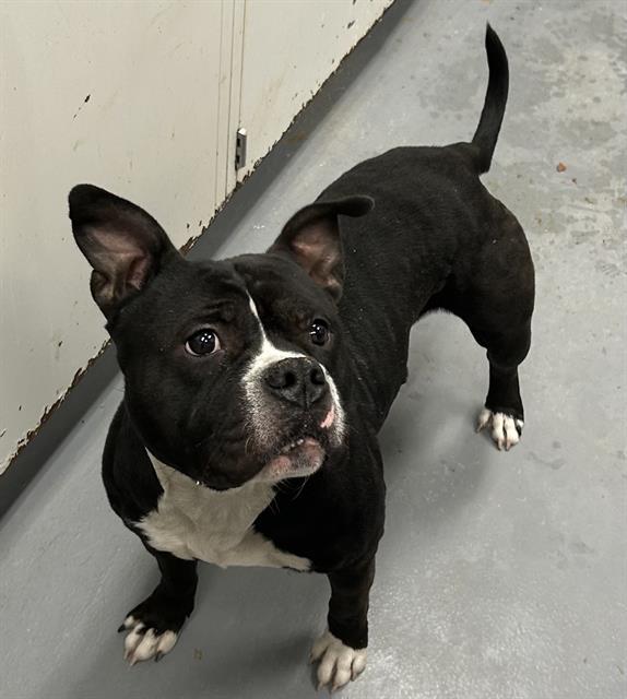 LAZER BLADE, Adoptable, Young Male Pit Bull Terrier.