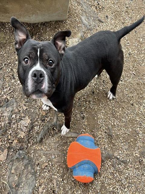 LAZER BLADE, Adoptable, Young Male Pit Bull Terrier.
