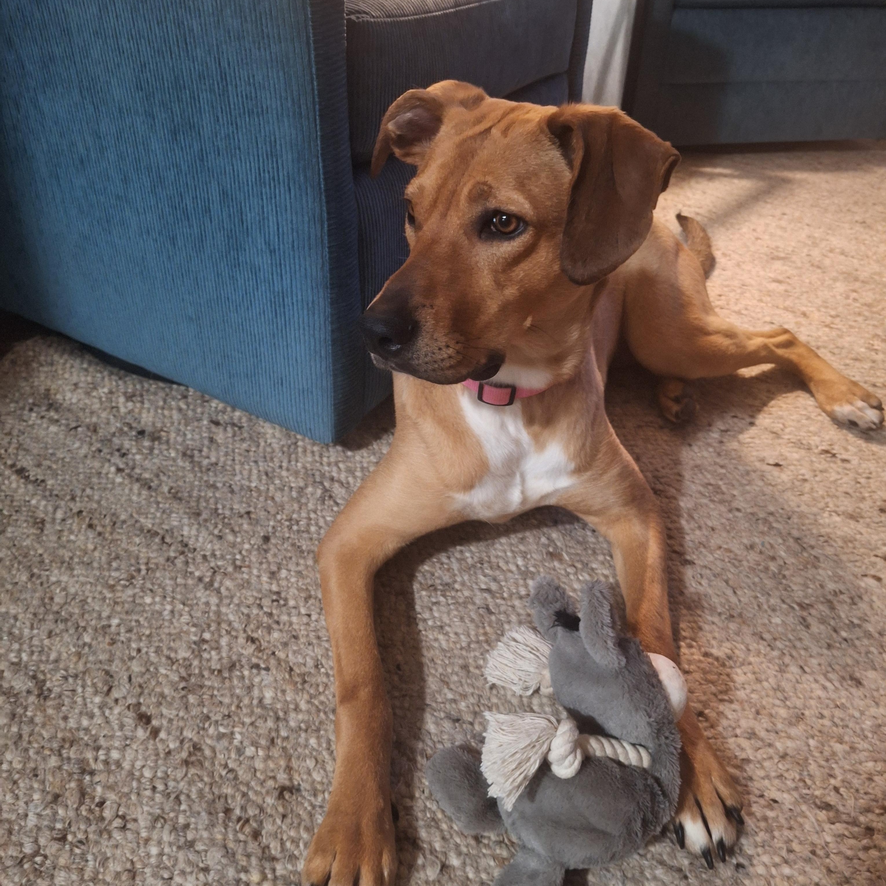 Enlarge Peaches, an adoptable mixed breed in Waterdown, ON image 2/6