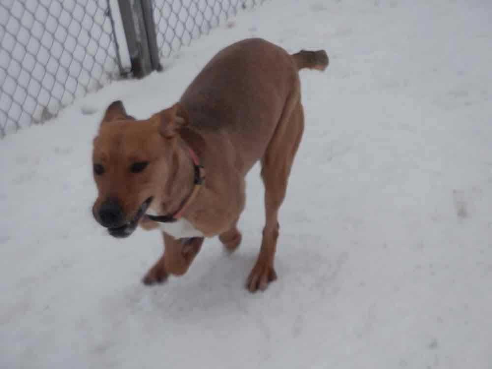 Enlarge Peaches, an adoptable mixed breed in Waterdown, ON image 2/2