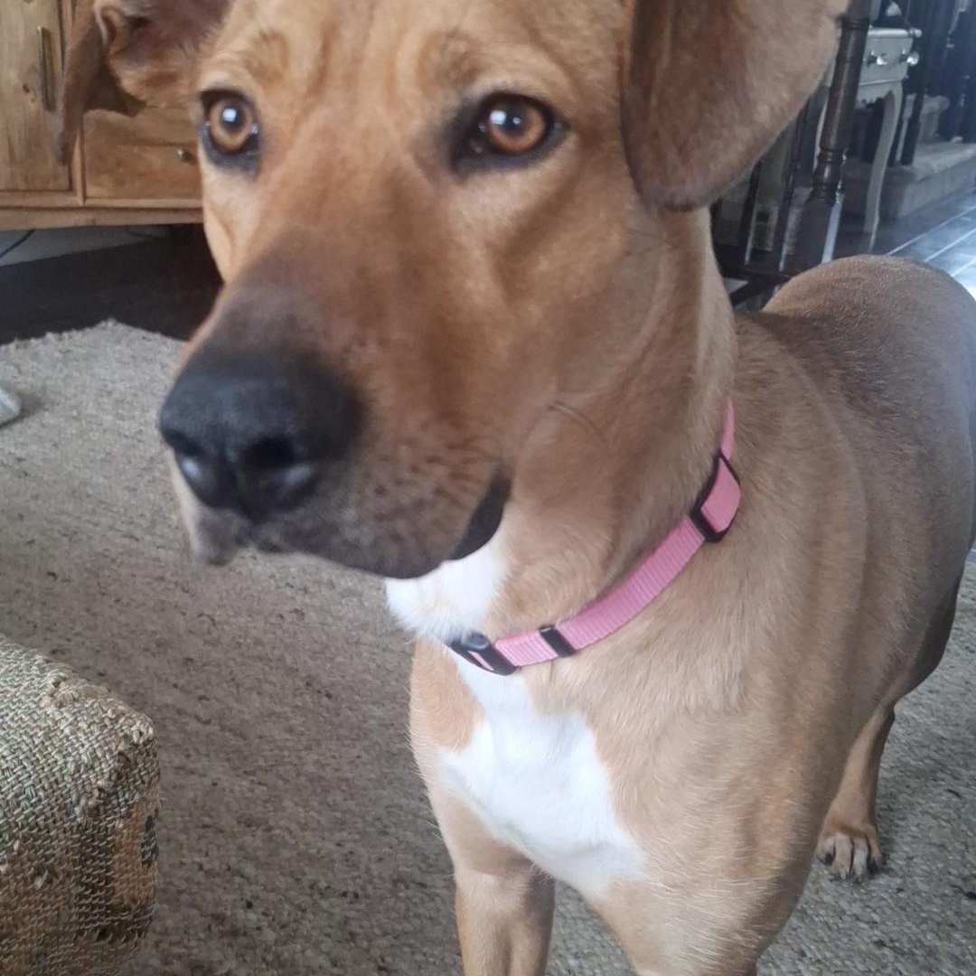 Enlarge Peaches, an adoptable mixed breed in Waterdown, ON image 4/6