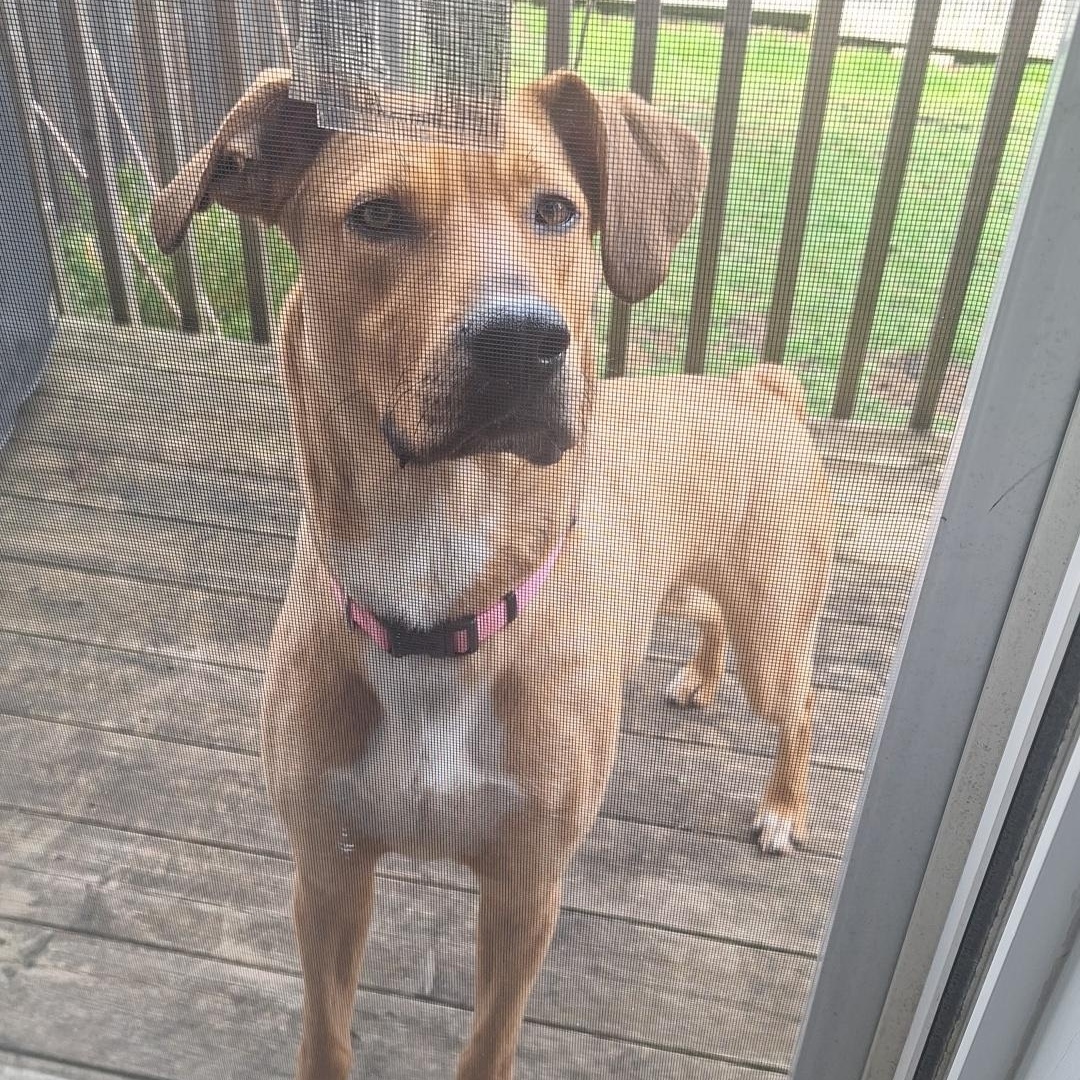 Enlarge Peaches, an adoptable mixed breed in Waterdown, ON image 1/6