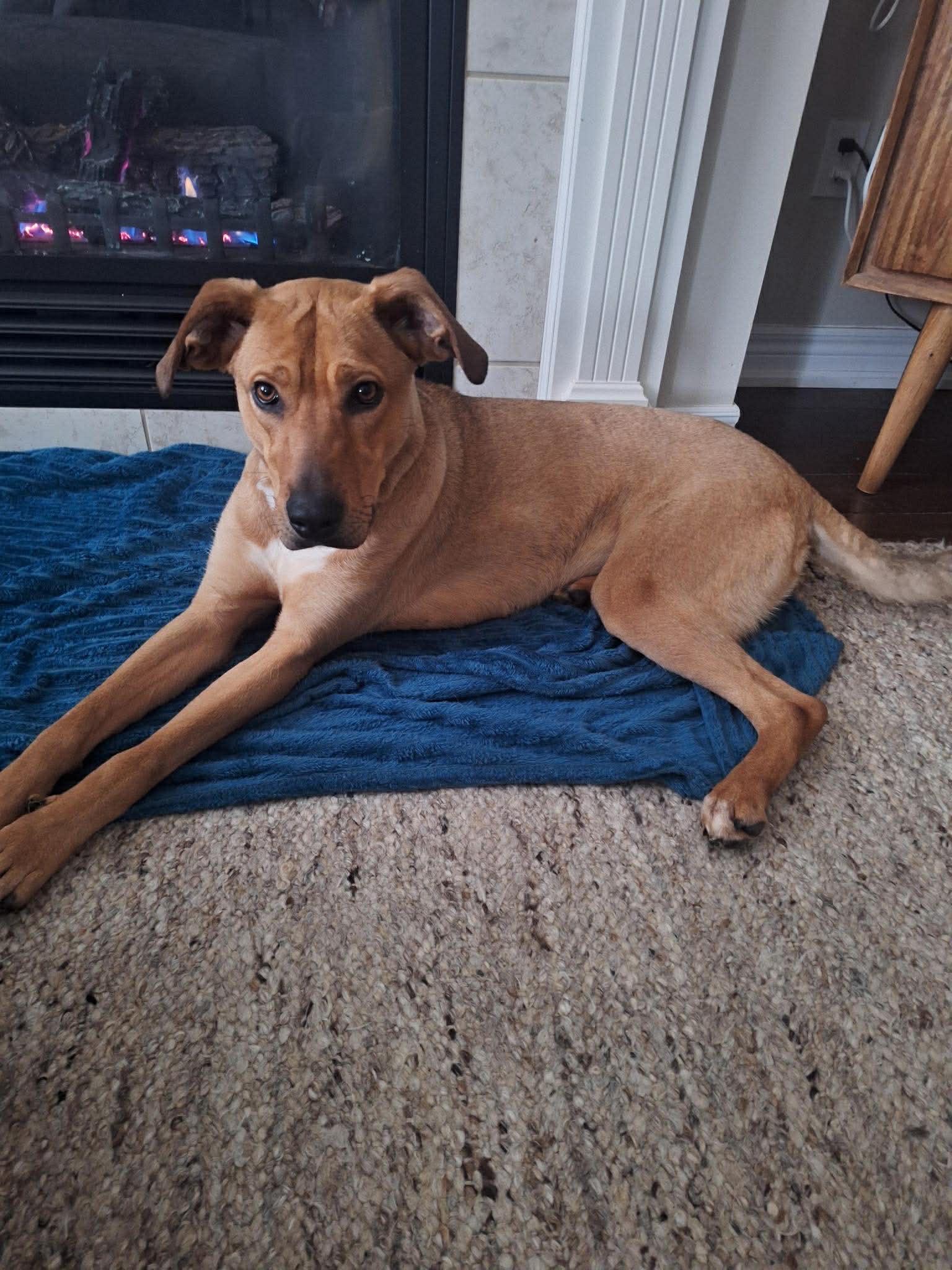 Enlarge Peaches, an adoptable mixed breed in Waterdown, ON image 3/6