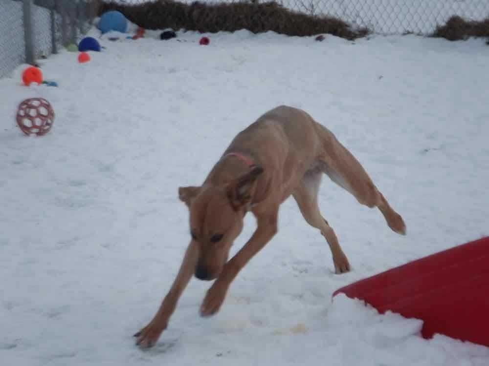 Enlarge Peaches, an adoptable mixed breed in Waterdown, ON image 1/2