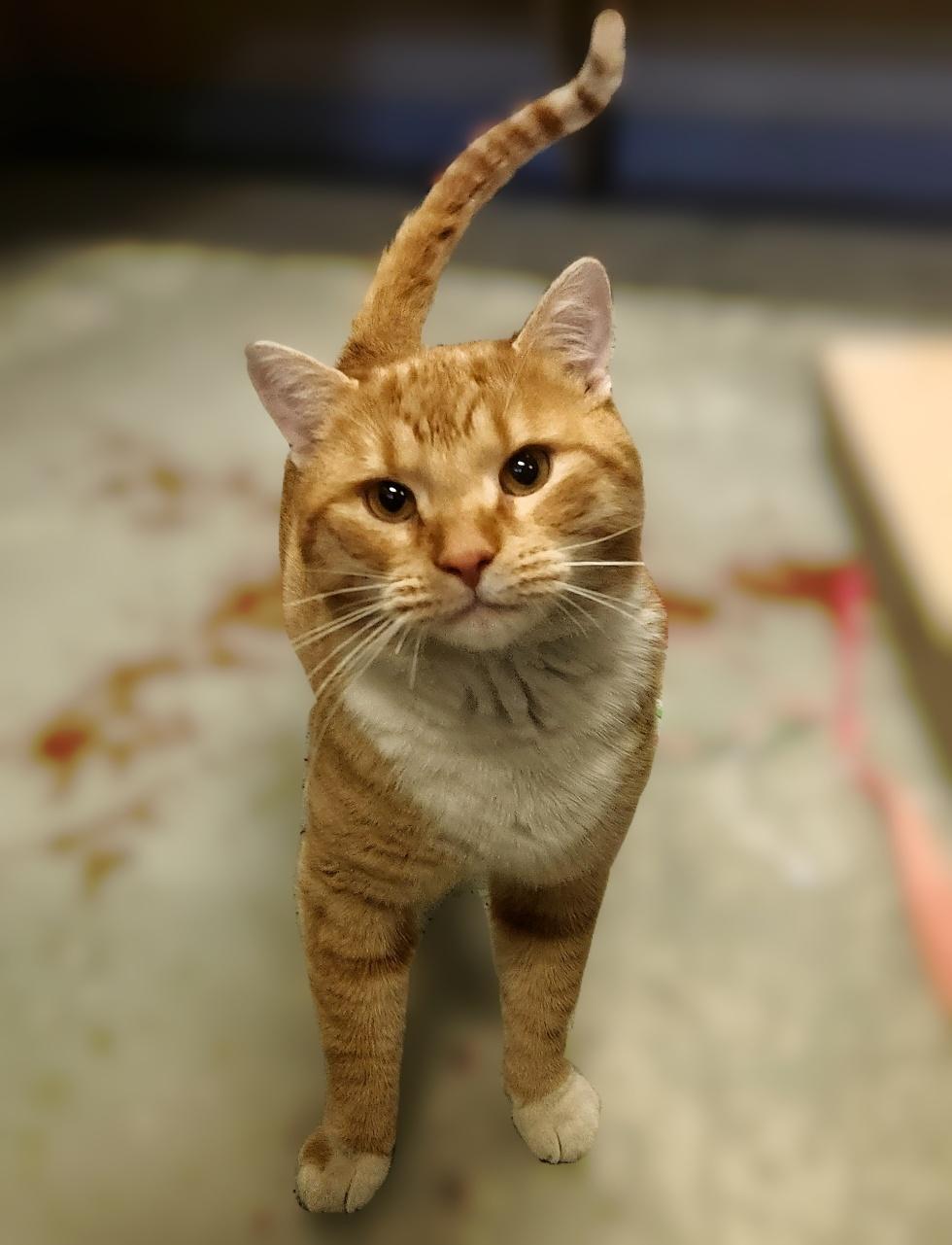 Cecil, a Adoptable Domestic Short Hair in Mason City, IA image 1/2