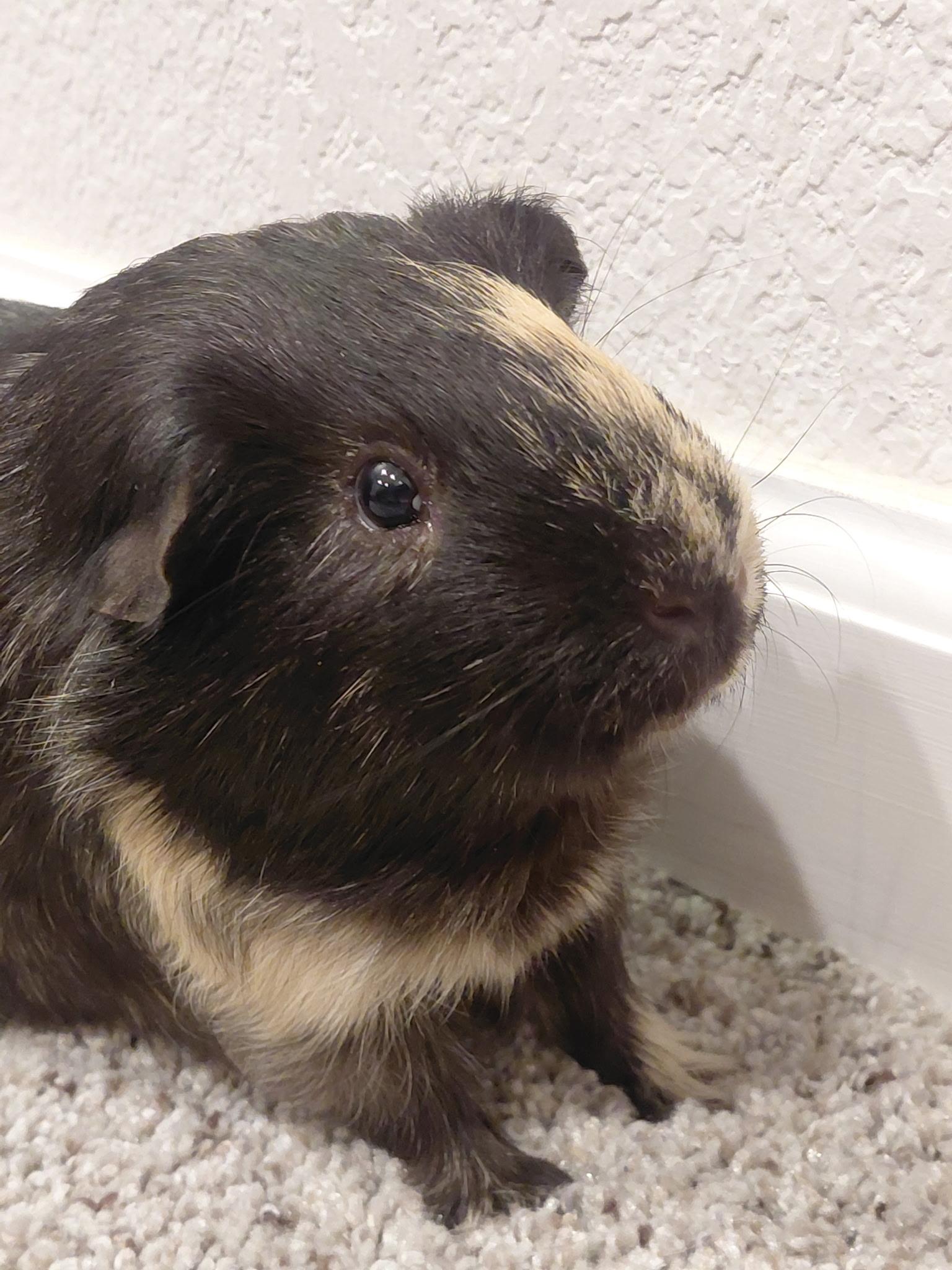 Toby, a ADOPTABLE mixed breed in Wellington, CO image 1/4