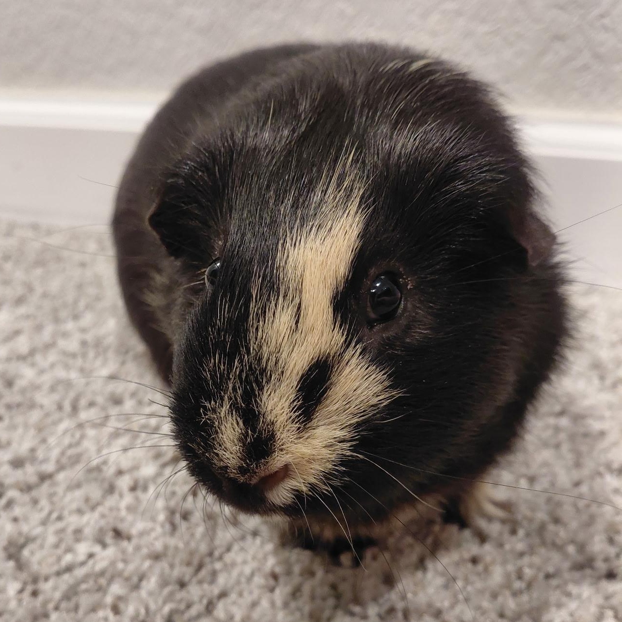 Toby, a ADOPTABLE mixed breed in Wellington, CO image 4/4