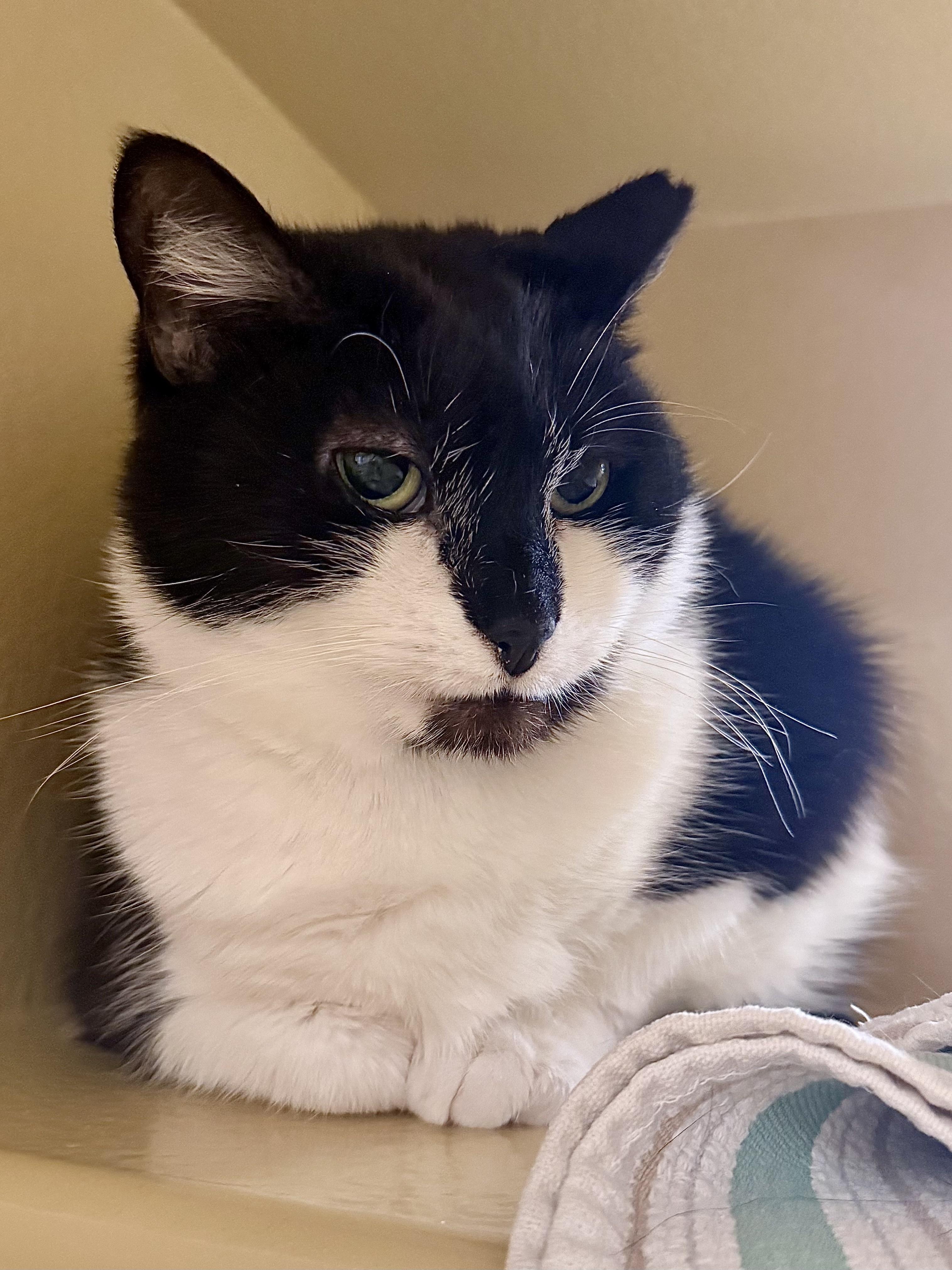 Enlarge Mama and Funny Nose (Bonded Pair), a ADOPTABLE Domestic Short Hair in Woburn, MA image 4/5