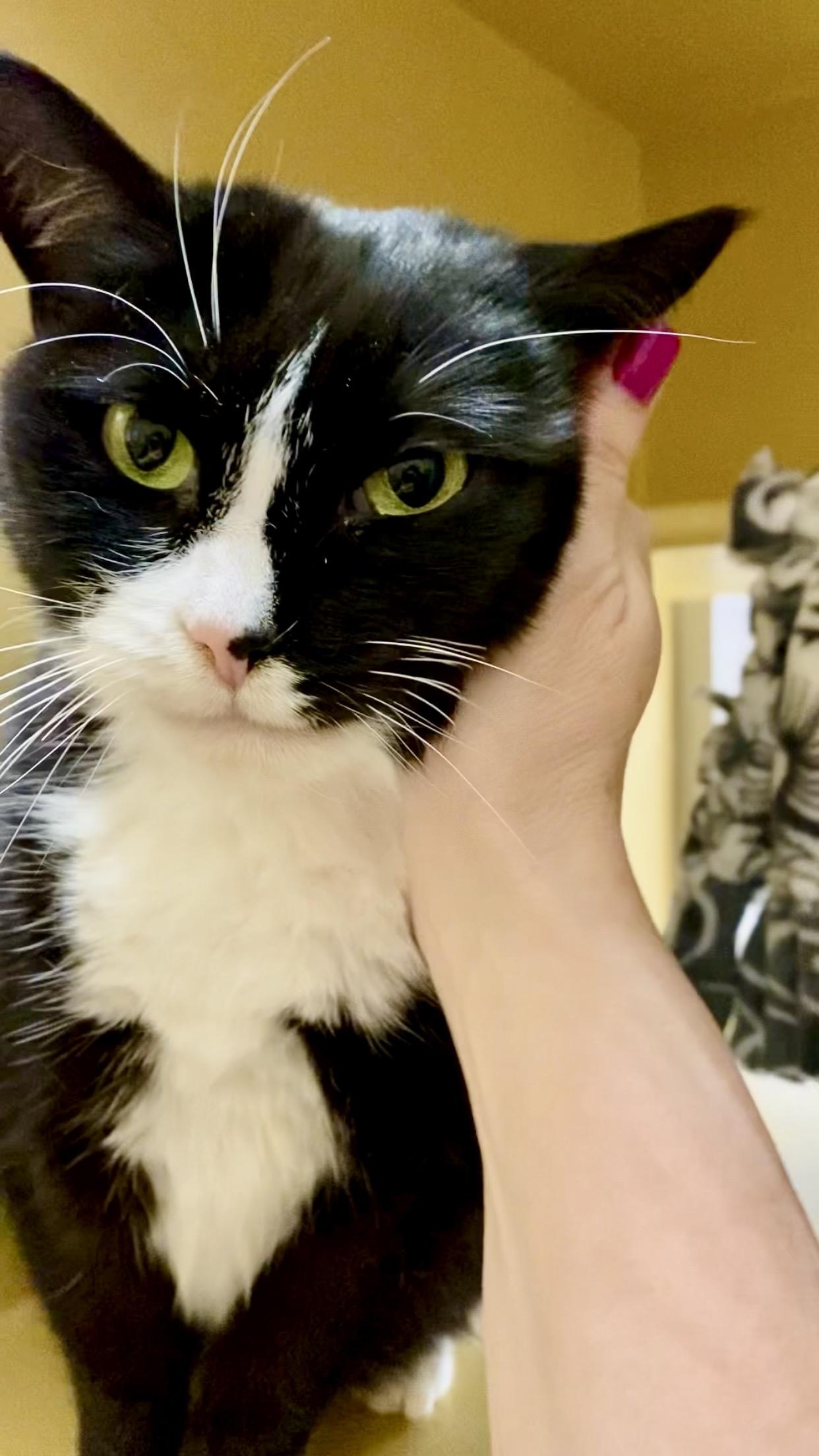 Mama and Funny Nose (Bonded Pair), ADOPTABLE, Adult Female Domestic Short Hair.