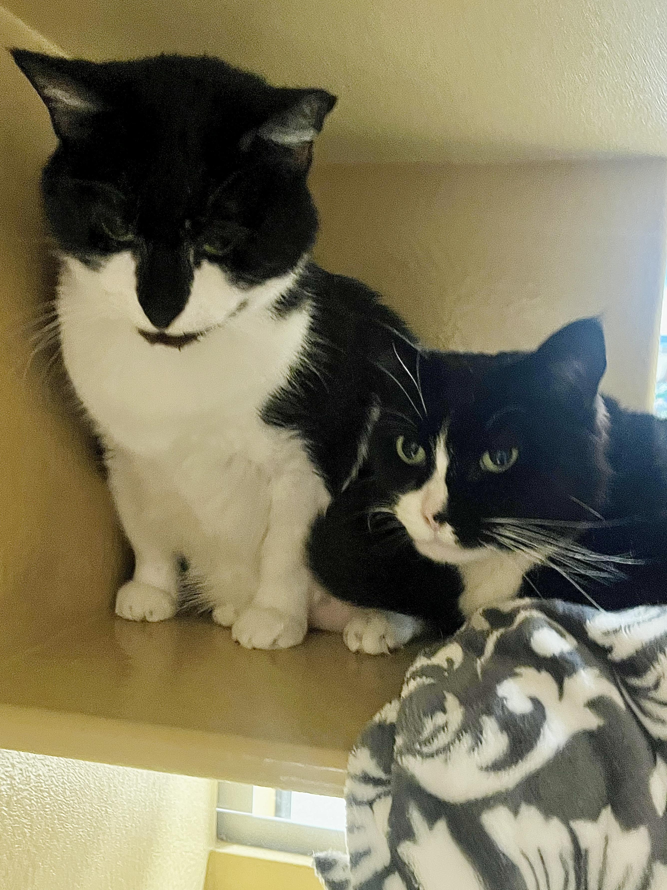 Enlarge Mama and Funny Nose (Bonded Pair), a ADOPTABLE Domestic Short Hair in Woburn, MA image 5/5