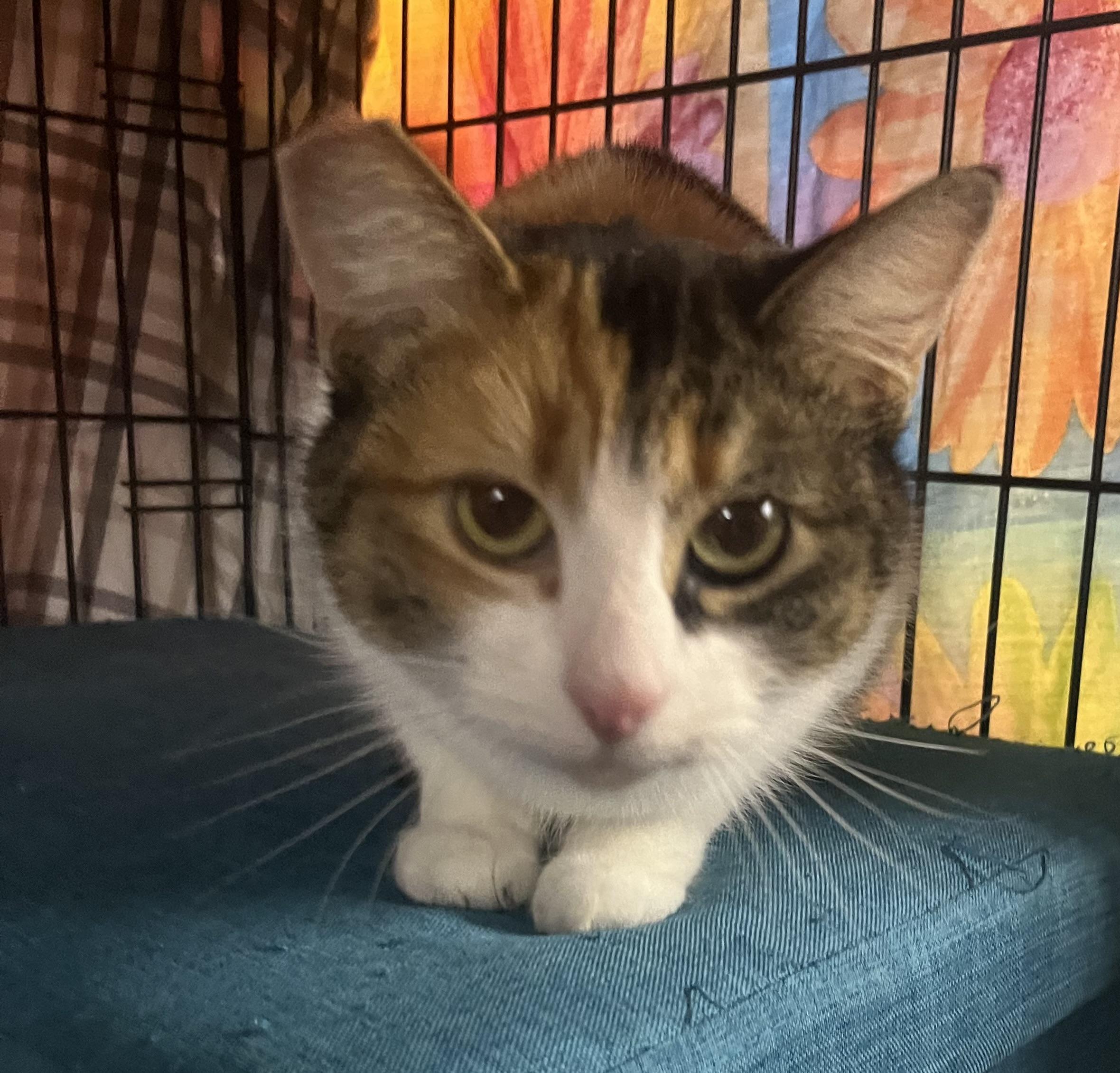 Enlarge Cali, a ADOPTABLE mixed breed in Marysville, WA image 2/2