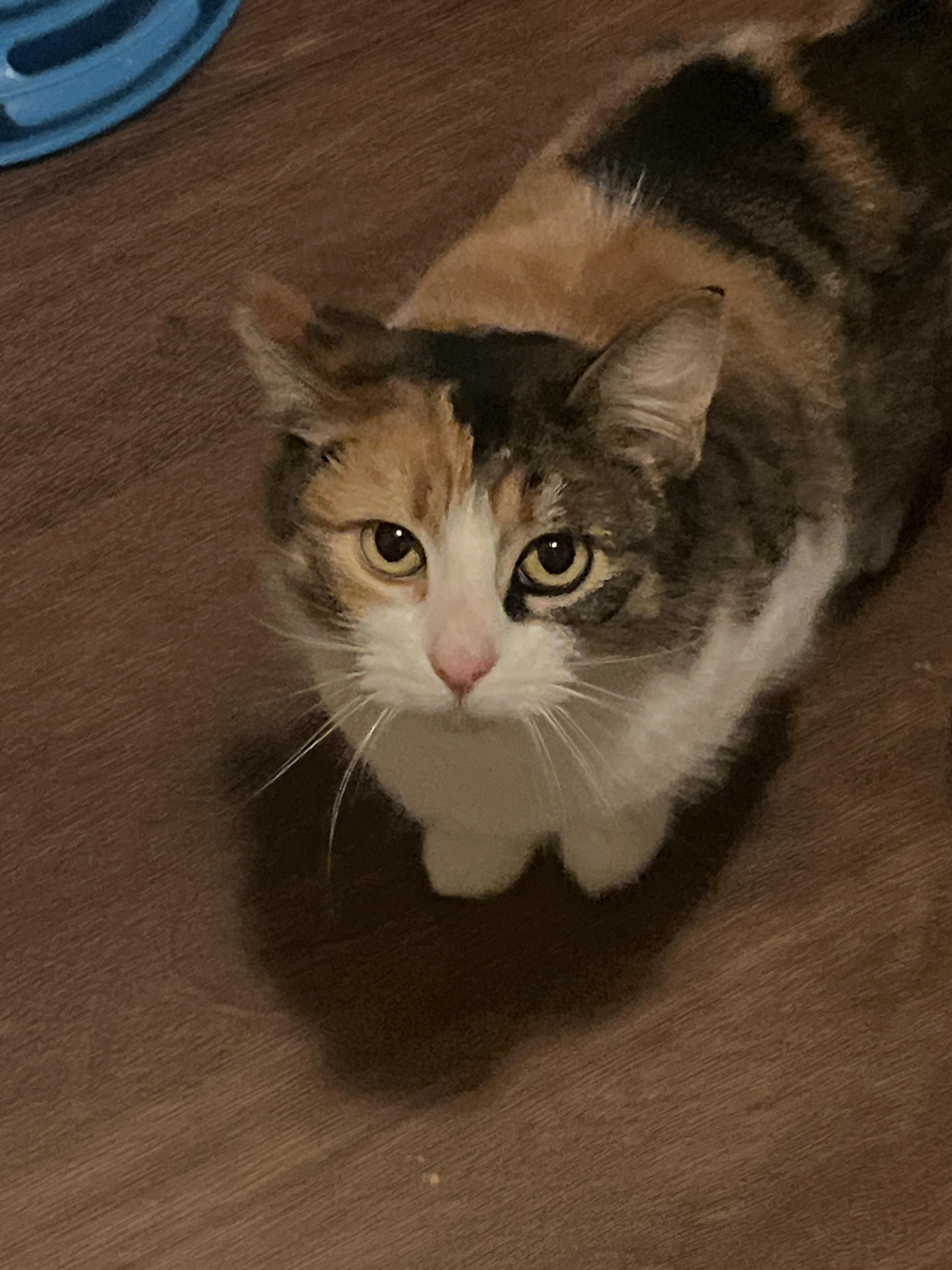 Cali, ADOPTABLE, Adult Female Domestic Short Hair.