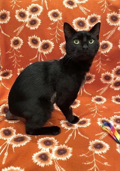 IHOP, a Adoptable mixed breed in Pleasanton, CA image 1/3