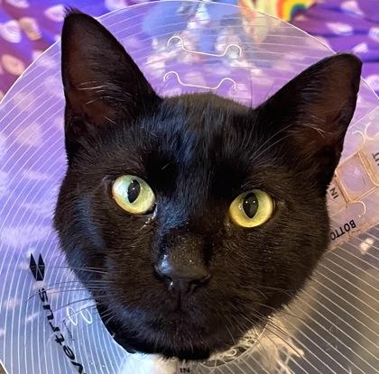 IHOP, a Adoptable mixed breed in Pleasanton, CA image 3/3