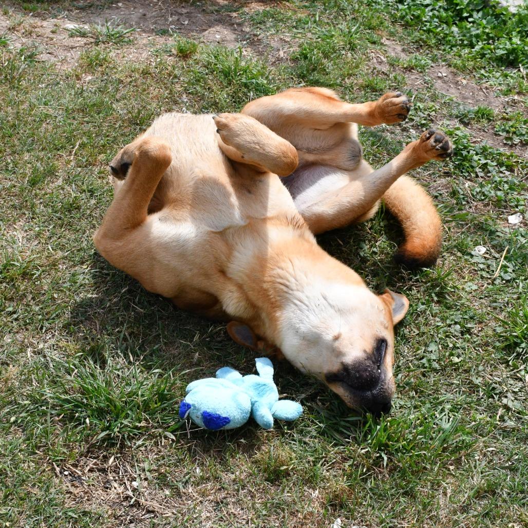 Enlarge Slow Mo, a Adoptable mixed breed in Beaumont, TX image 1/6