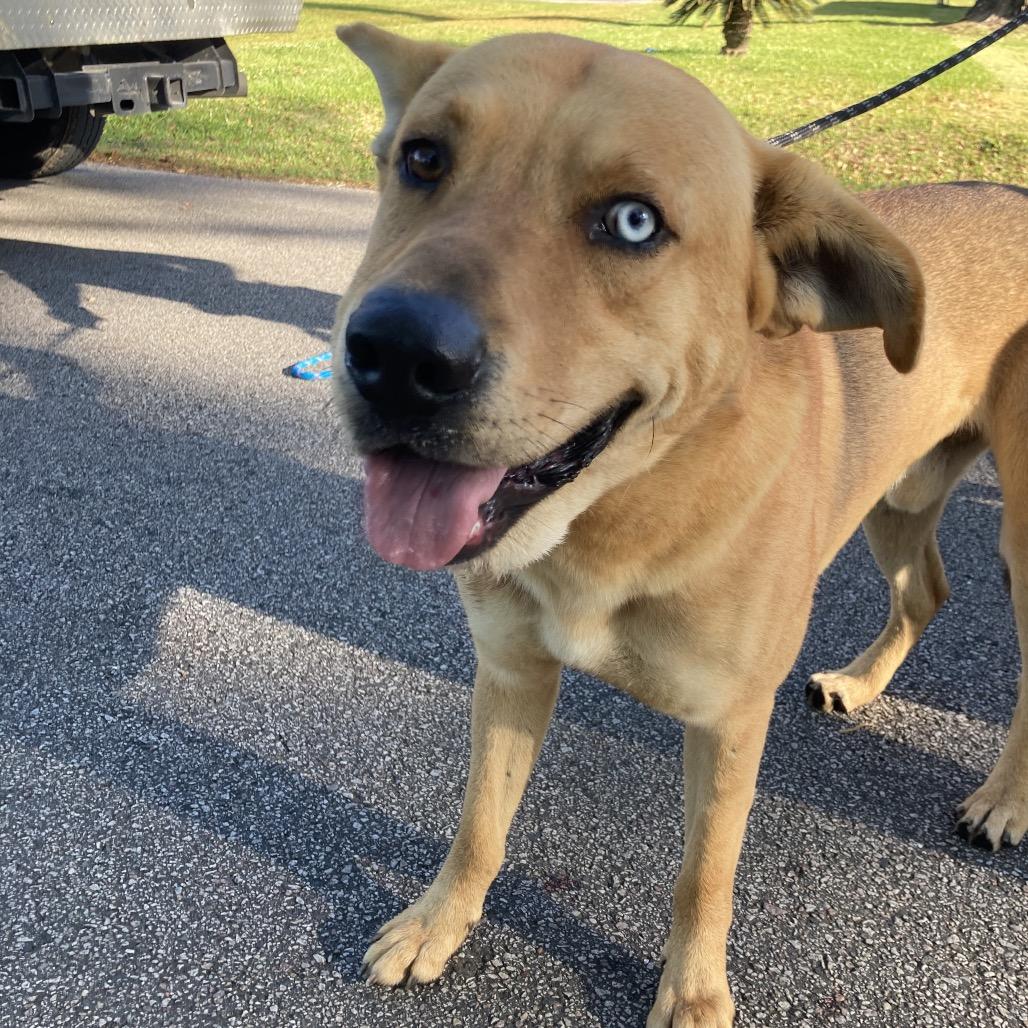 Enlarge Slow Mo, a Adoptable mixed breed in Beaumont, TX image 2/6