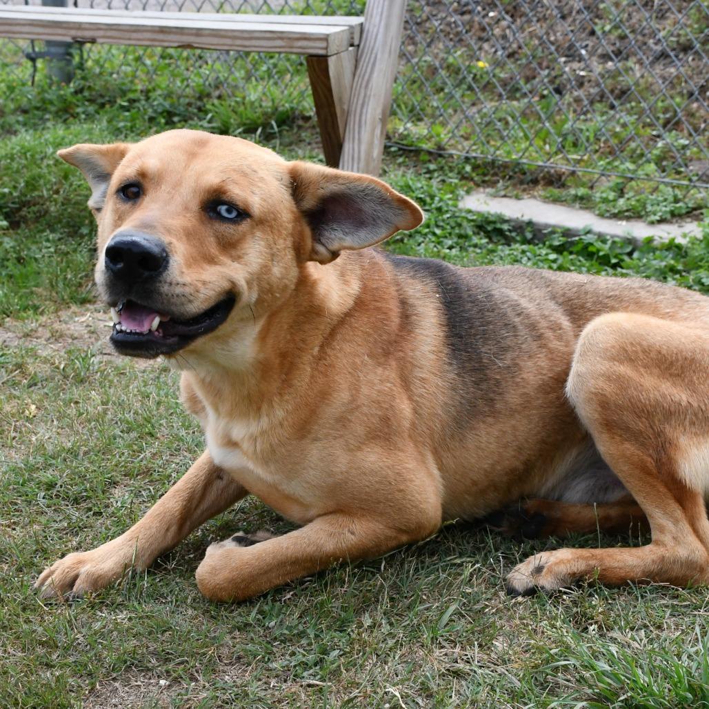 Enlarge Slow Mo, a Adoptable mixed breed in Beaumont, TX image 3/6