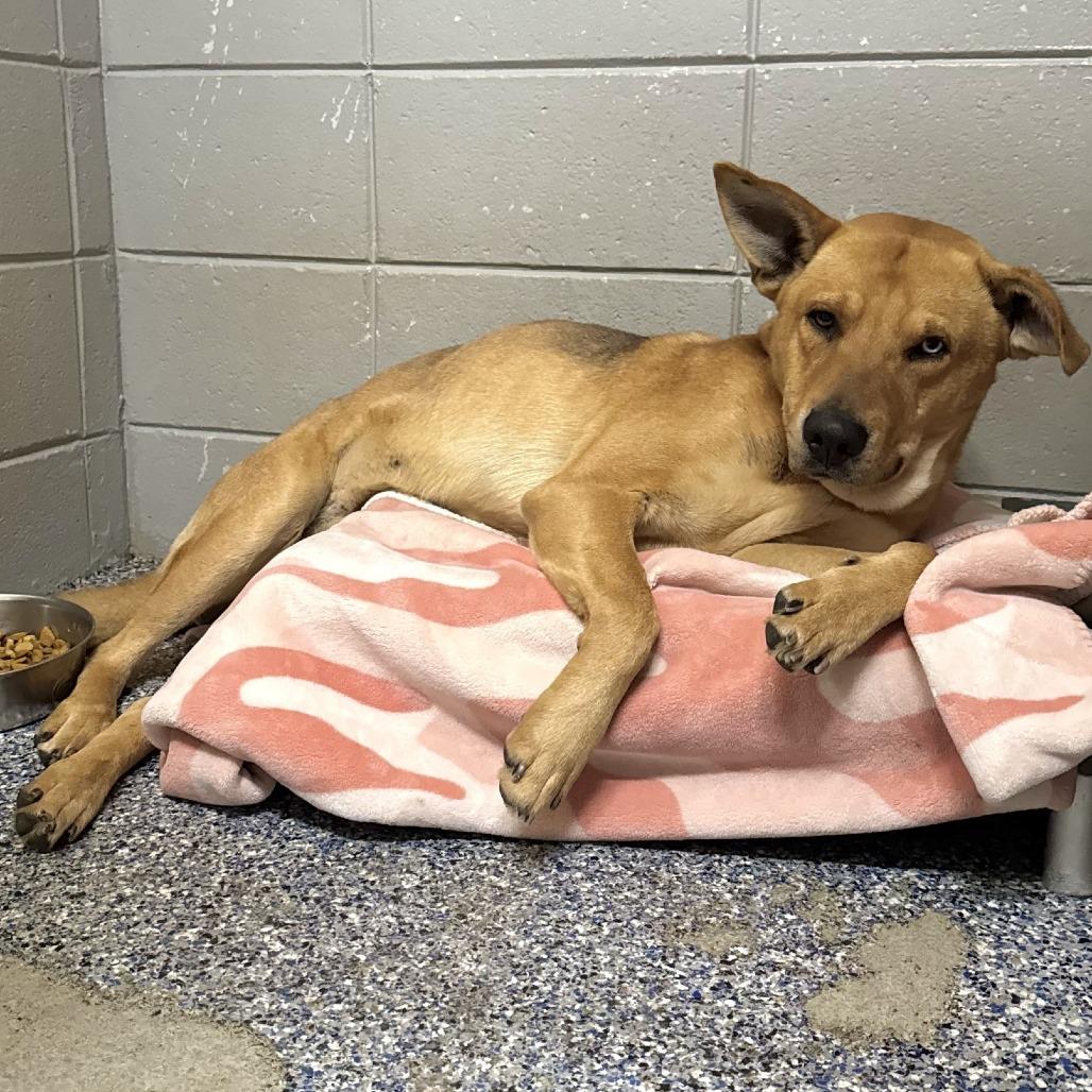 Enlarge Slow Mo, a Adoptable mixed breed in Beaumont, TX image 4/6