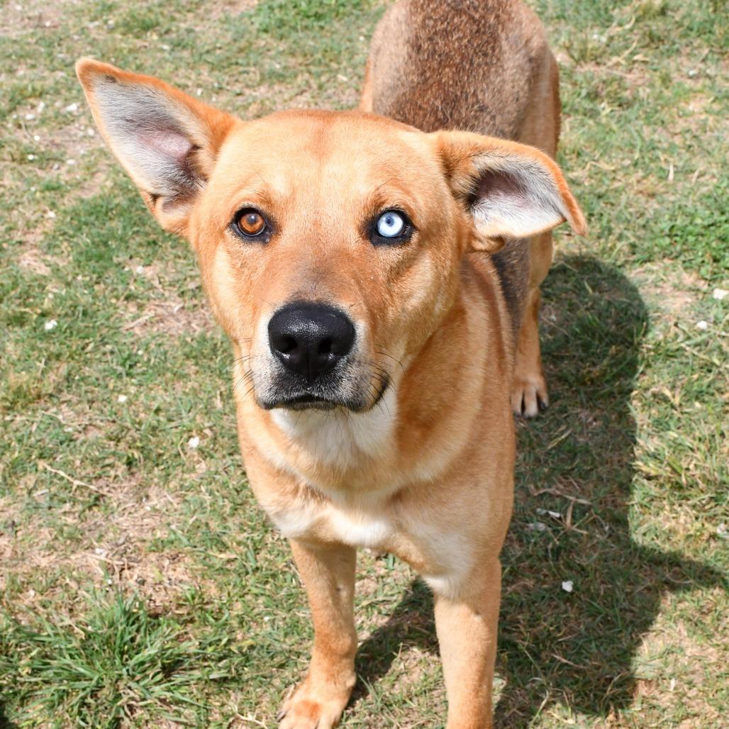 Enlarge Slow Mo, a Adoptable mixed breed in Beaumont, TX image 5/6
