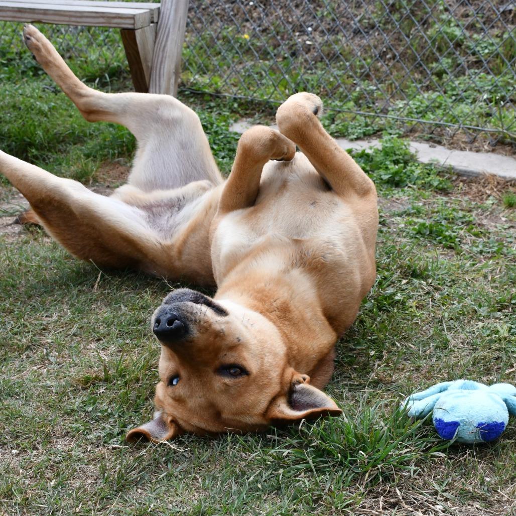 Enlarge Slow Mo, a Adoptable mixed breed in Beaumont, TX image 6/6