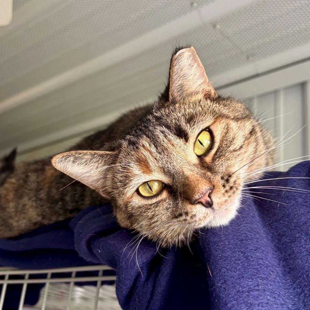 Wicca, Adoptable, Adult Female Domestic Short Hair.