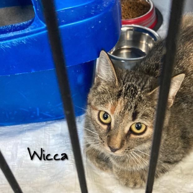 Wicca, a Adoptable mixed breed in Hartford City, IN image 1/3