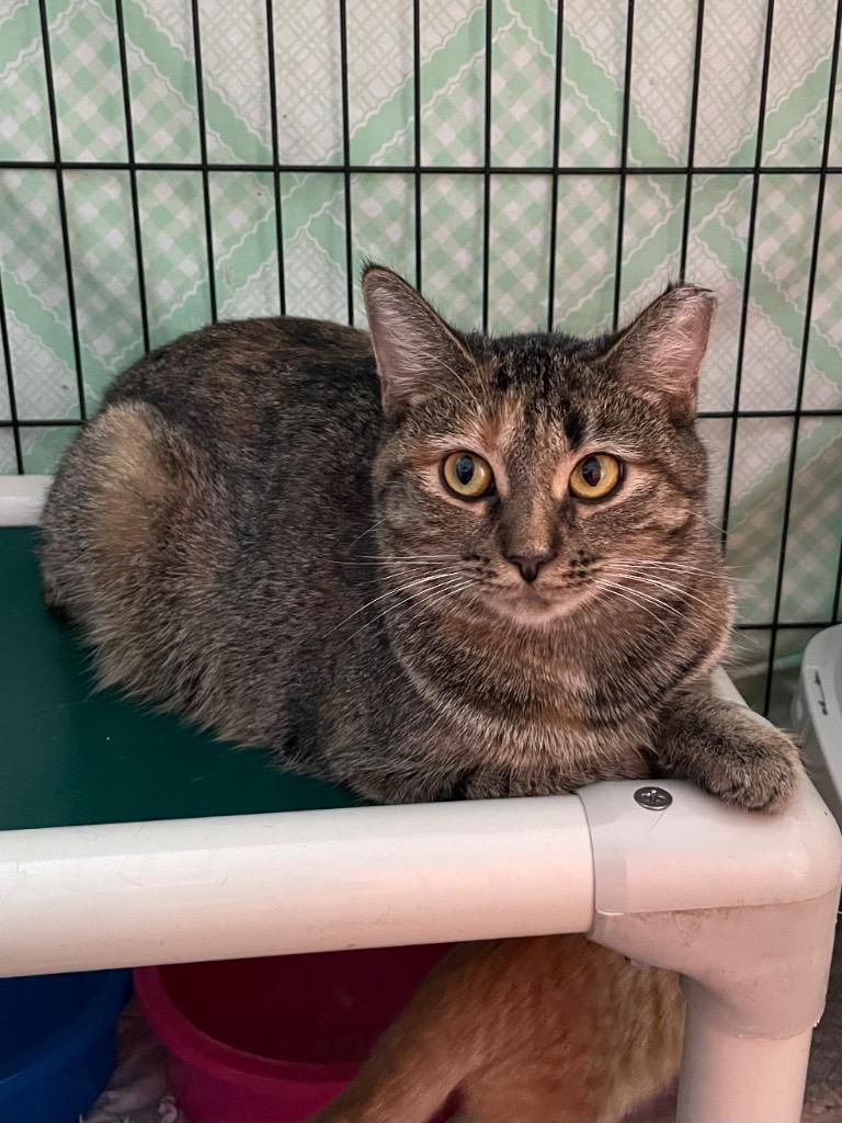 Wicca, a Adoptable mixed breed in Hartford City, IN image 2/3