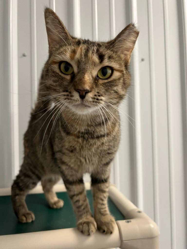 Wicca, a Adoptable mixed breed in Hartford City, IN image 3/3