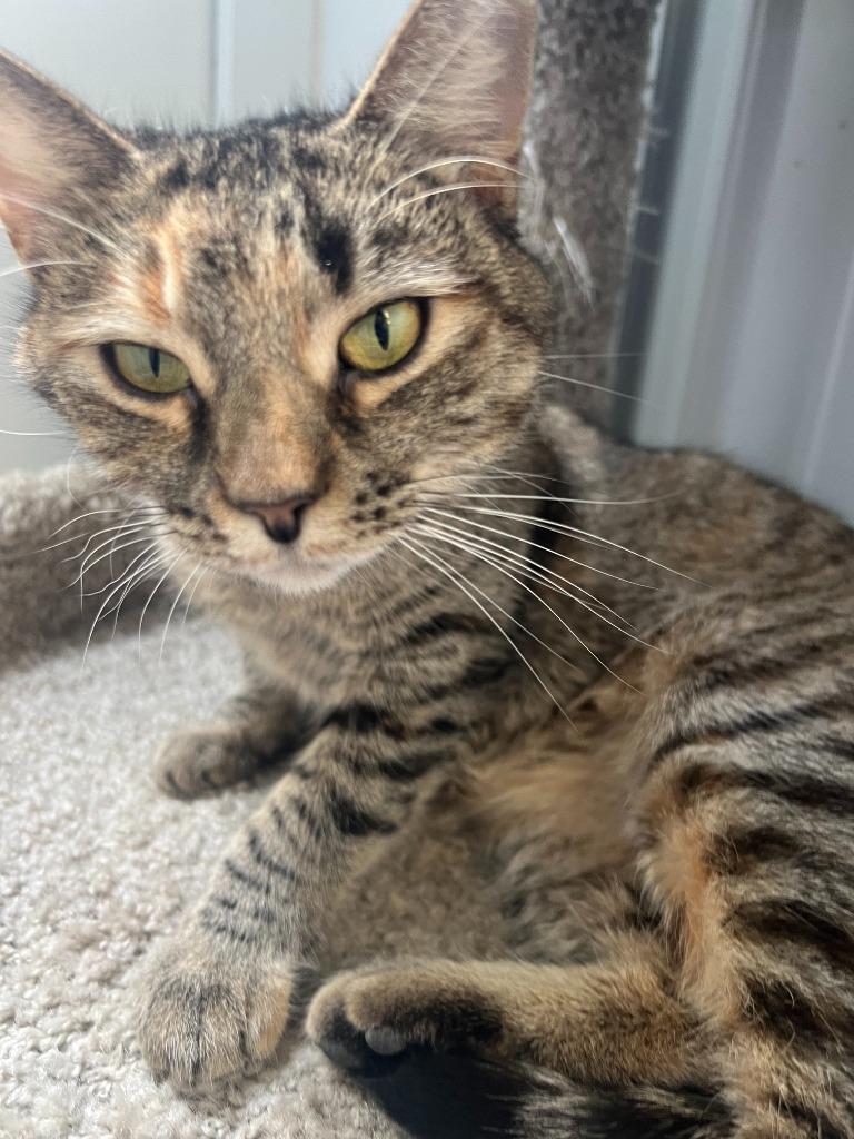 Enlarge Wicca, a Adoptable mixed breed in Hartford City, IN image 3/5