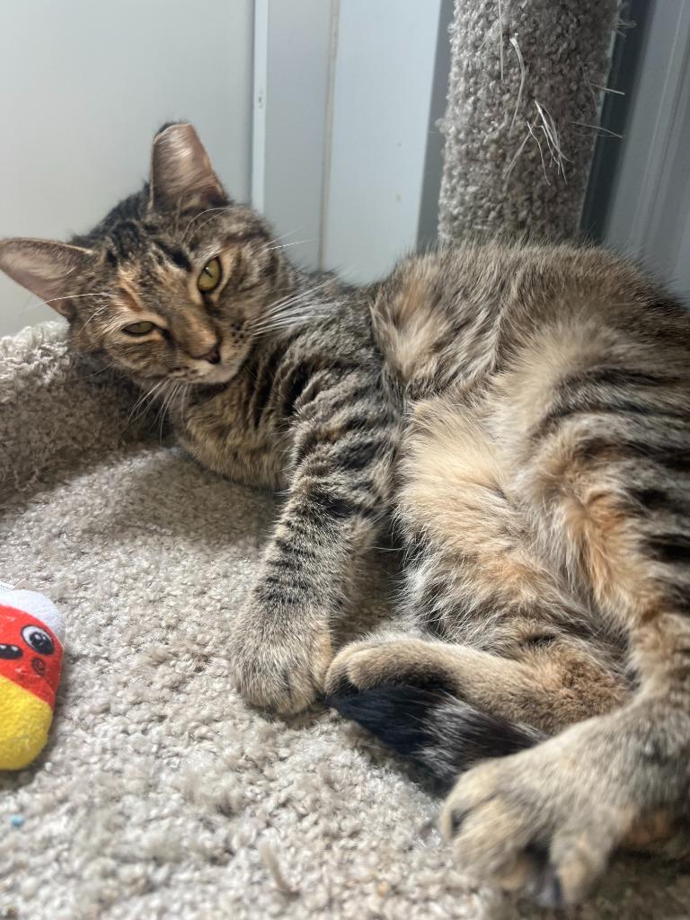 Enlarge Wicca, a Adoptable mixed breed in Hartford City, IN image 4/5