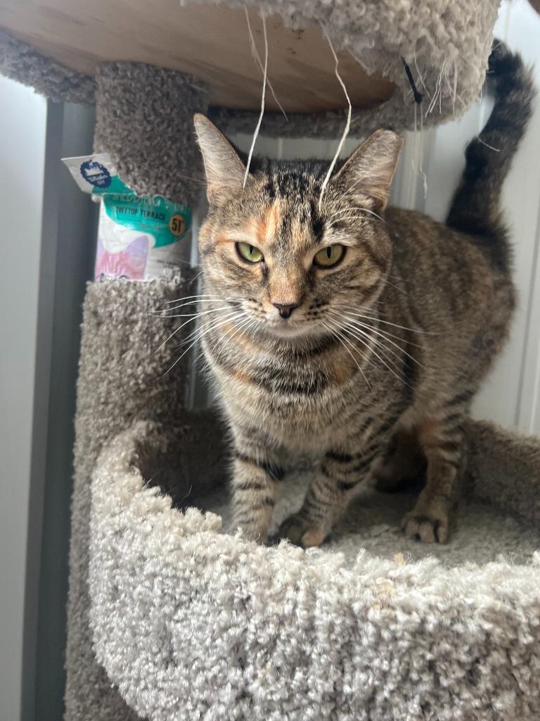 Enlarge Wicca, a Adoptable mixed breed in Hartford City, IN image 5/5