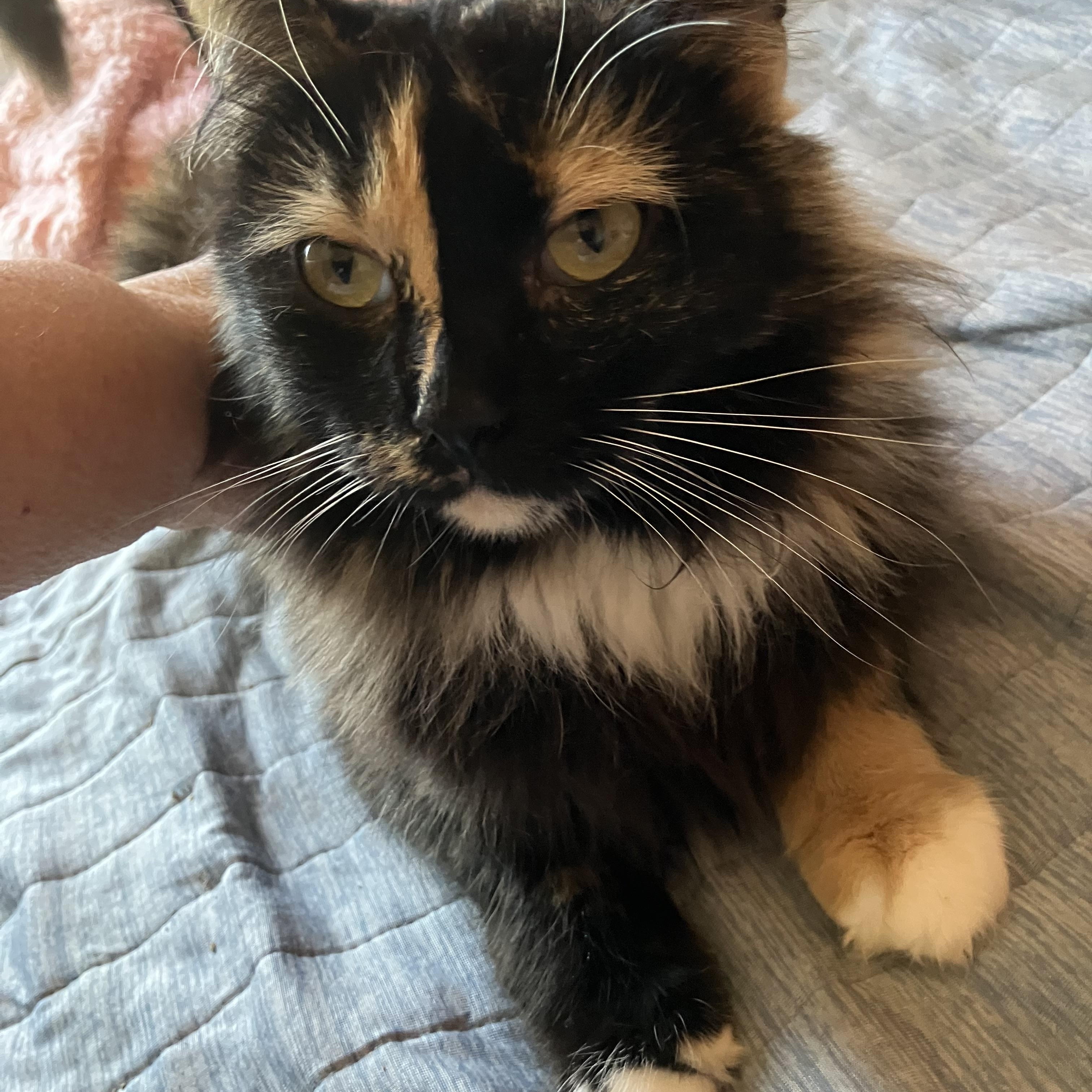 Belle, Adopted, Adult Female Calico & Domestic Medium Hair.