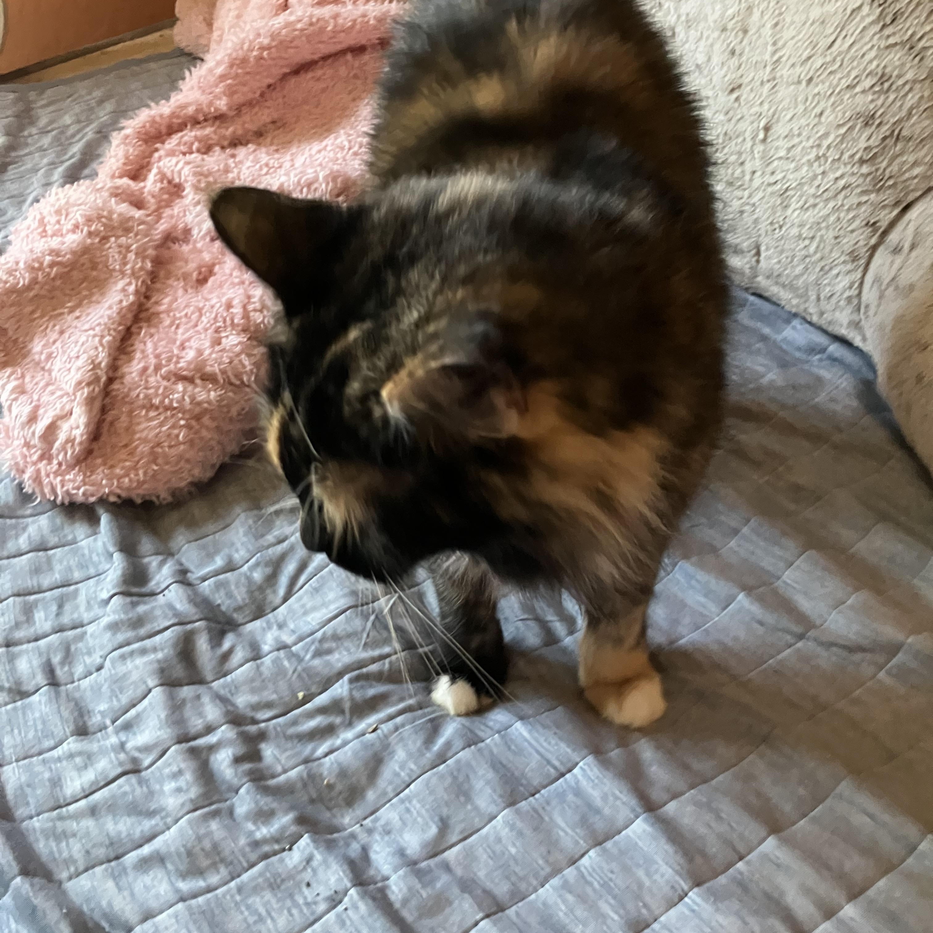 Belle, a Adopted mixed breed in El Mirage, AZ image 2/4