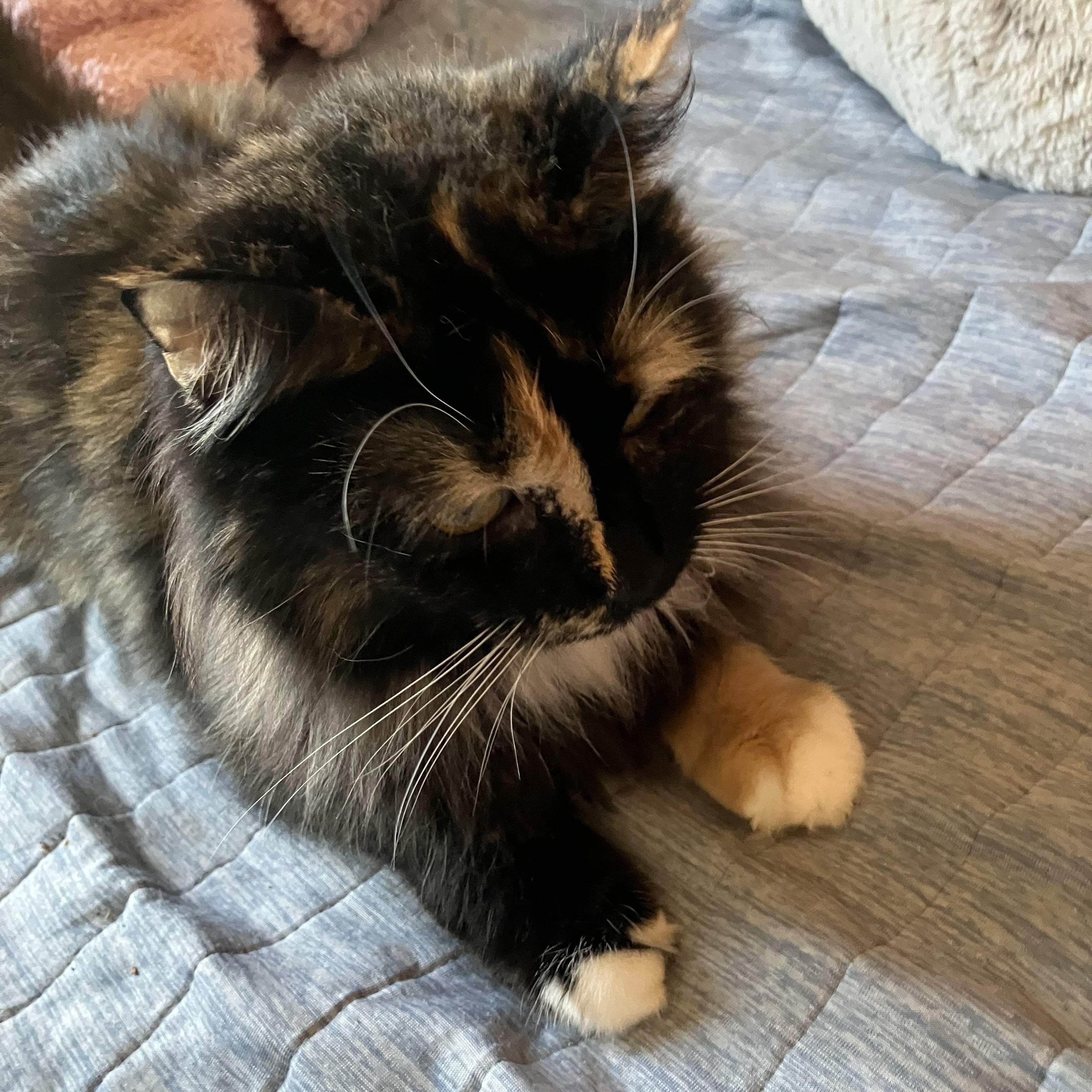 Belle, a Adopted mixed breed in El Mirage, AZ image 3/4