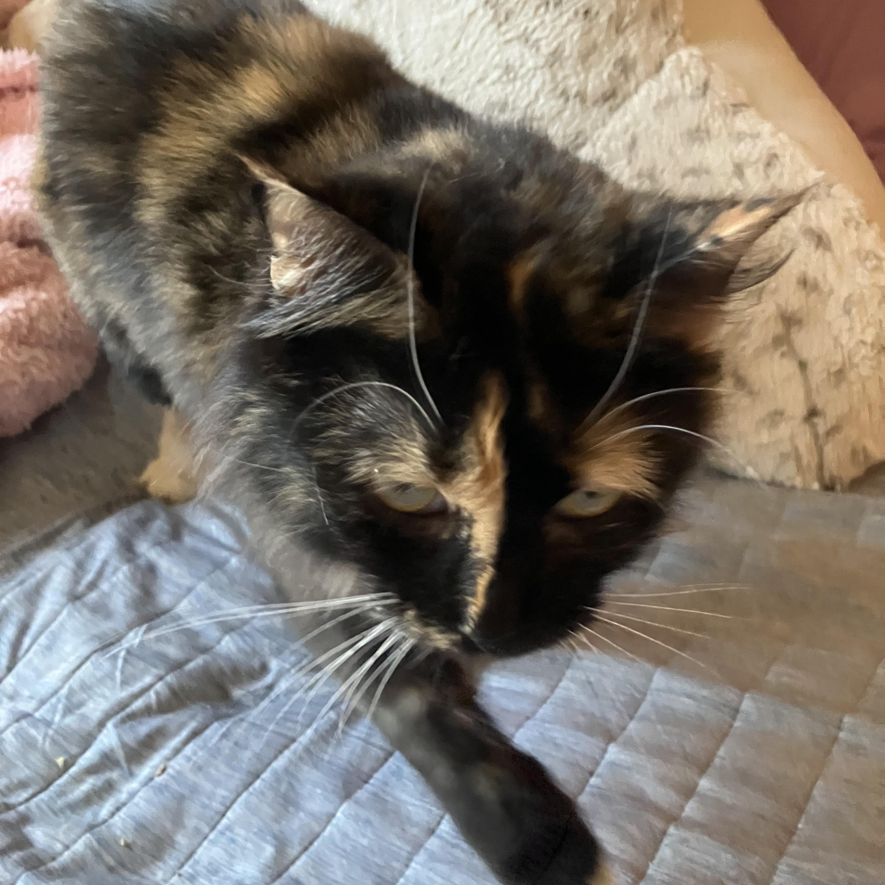 Belle, a Adopted mixed breed in El Mirage, AZ image 4/4