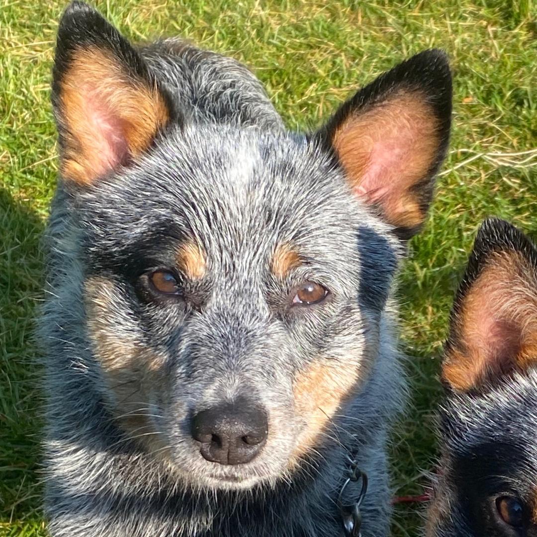 Grayson, an adoptable Australian Cattle Dog / Blue Heeler in Elk, WA, 99009 | Photo Image 1