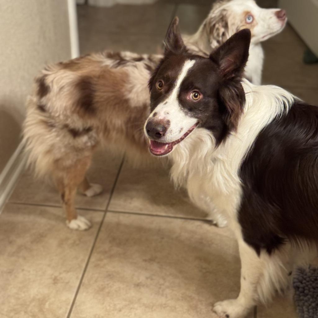 Reed, Adoptable, Adult Male Border Collie.