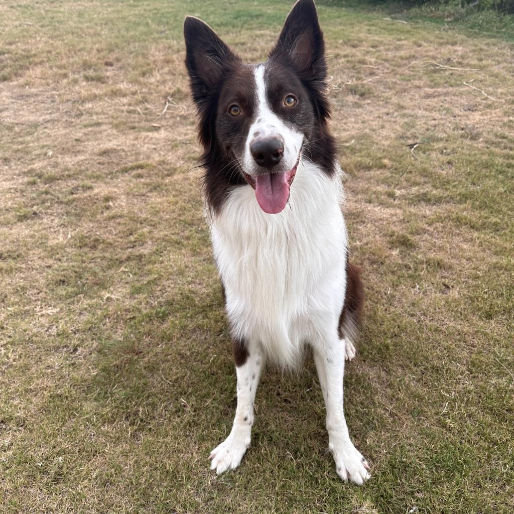 Enlarge Reed, a Adoptable Border Collie in The Woodlands, TX image 2/6