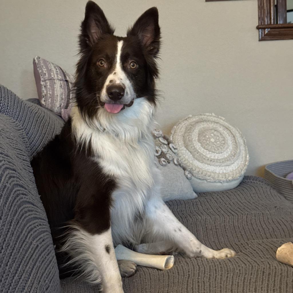 Enlarge Reed, a Adoptable Border Collie in The Woodlands, TX image 4/6