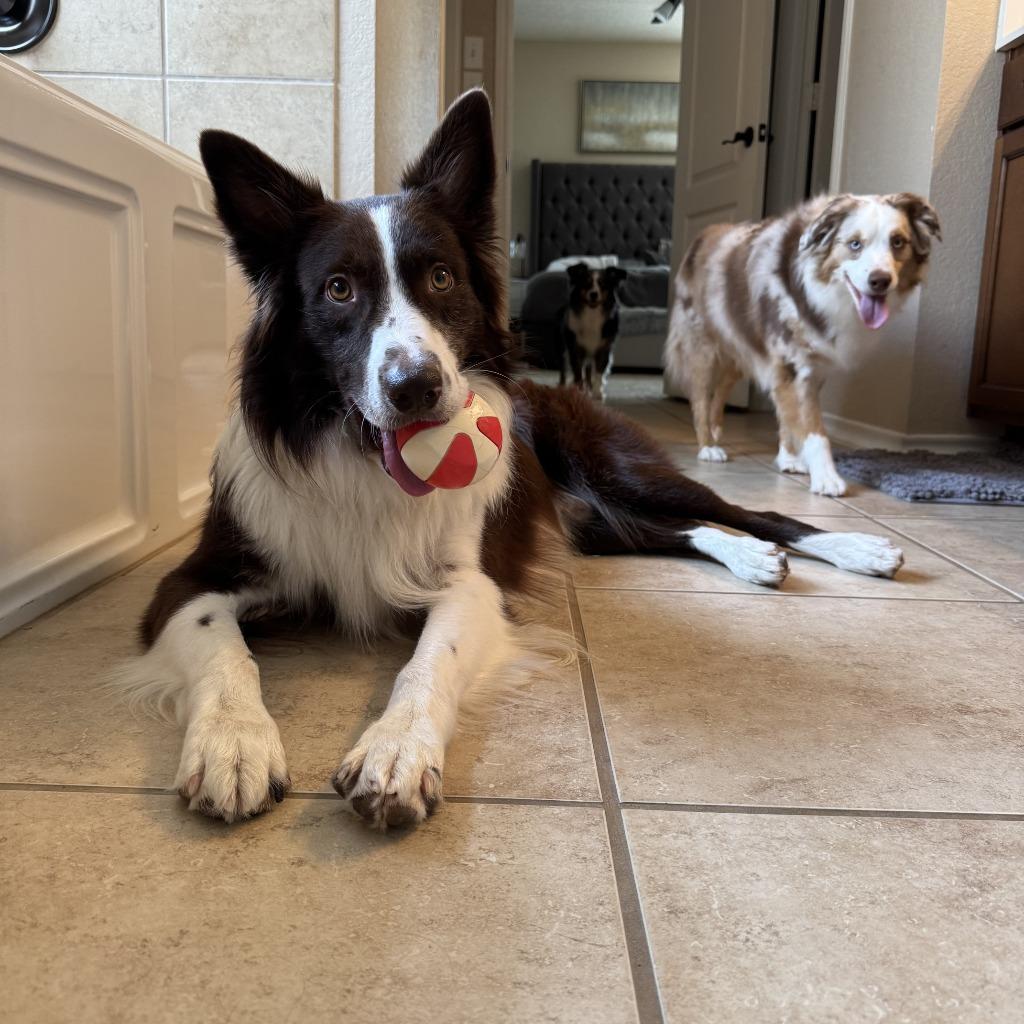 Enlarge Reed, a Adoptable Border Collie in The Woodlands, TX image 5/6