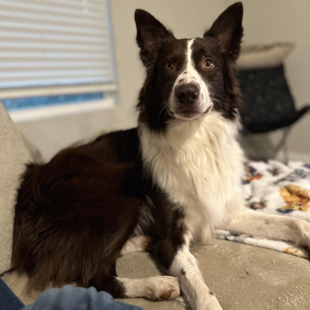 Enlarge Reed, a Adoptable Border Collie in The Woodlands, TX image 6/6