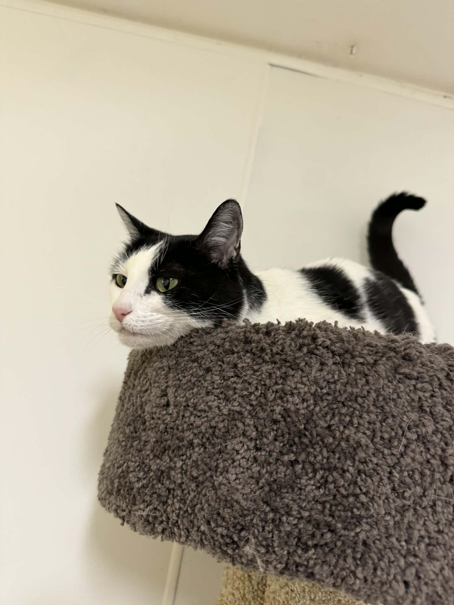 Enlarge Poptart, an adopted Domestic Short Hair in St. Maries, ID image 1/6