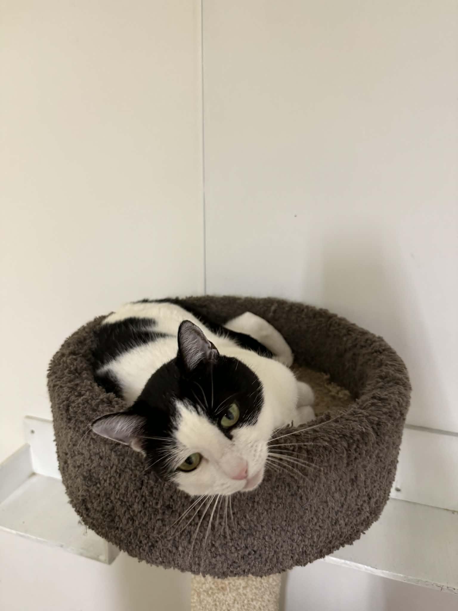 Enlarge Poptart, an adopted Domestic Short Hair in St. Maries, ID image 2/6