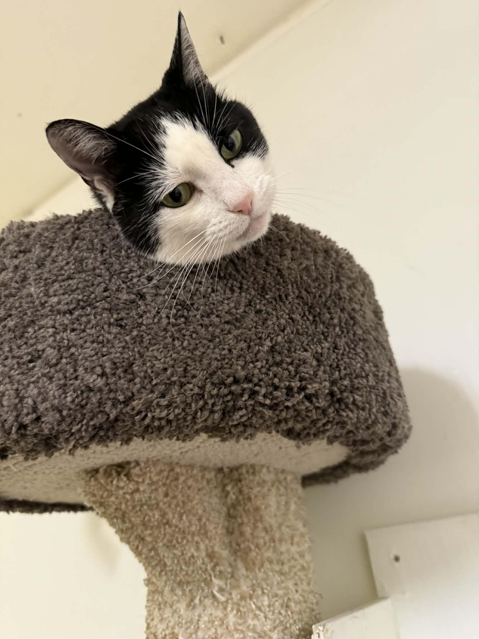 Enlarge Poptart, an adopted Domestic Short Hair in St. Maries, ID image 3/6