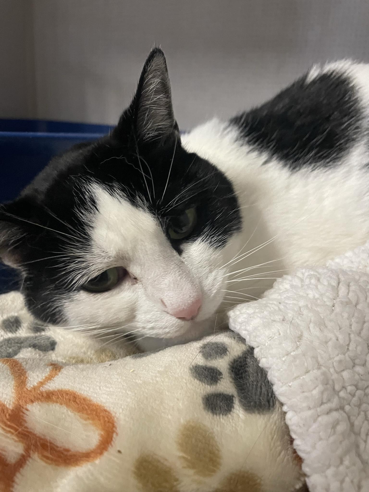 Poptart, adopted, Senior Female Domestic Short Hair.