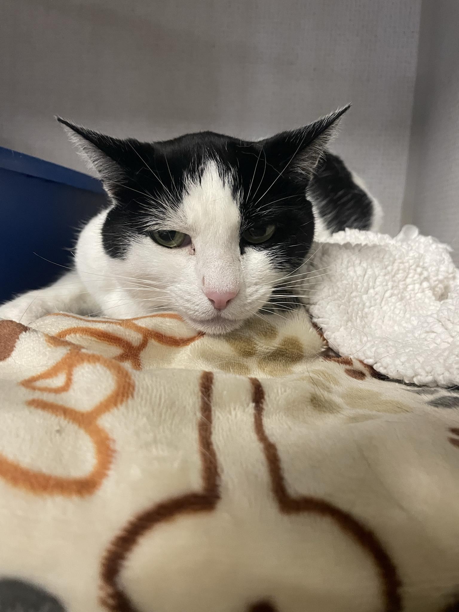 Enlarge Poptart, an adopted Domestic Short Hair in St. Maries, ID image 6/6