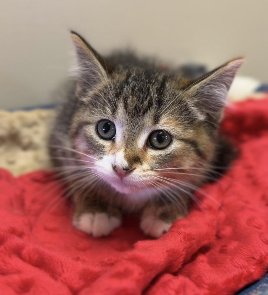 Cinnamon, Adoptable, Kitten Female Domestic Short Hair.