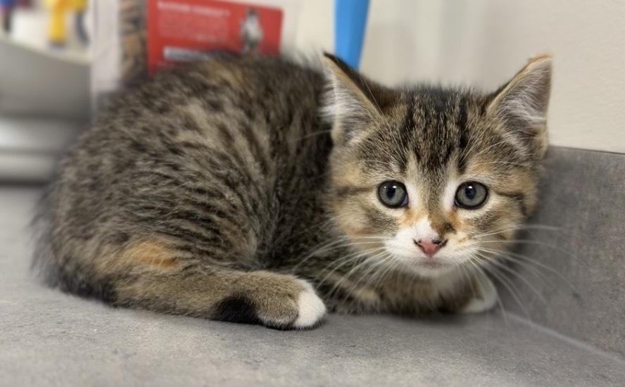 Enlarge Cinnamon, a Adoptable mixed breed in Bemidji, MN image 2/3